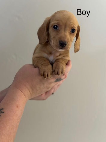 Beautiful litter of mini dachshunds dads longhair