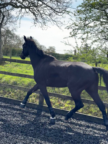 Stunning dressage prospect! Beautiful blank canvas ready to start his ridden education