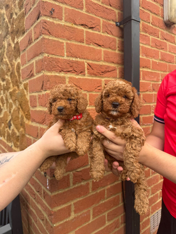 Beautiful F1bb Red Cavapoo Puppies &ndash; Only 2 Gorgeous Girls Remaining ️