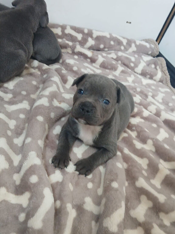 Blue Staffordshire pups