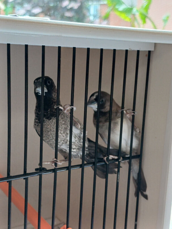 Young bengalese finches for sale