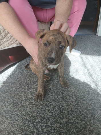 STAFI