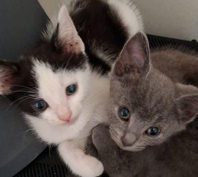 12 week old kitten