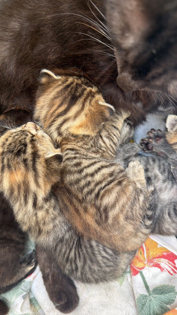 Tabby/bengal kittens