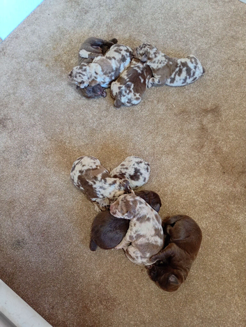 9 labradoodle puppies