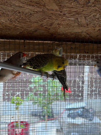 Young Budgies