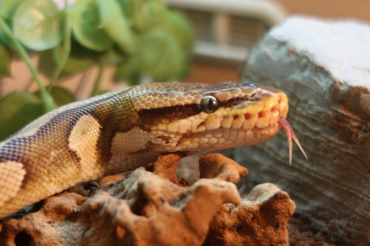 Mojave ball python