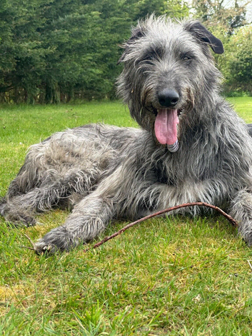 KC reg Deerhound Puppies