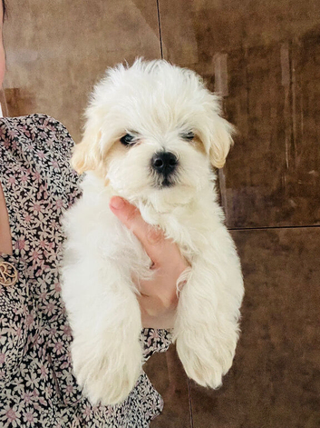 Maltese hypoallergenic puppies -3 boys available and ready to go in new