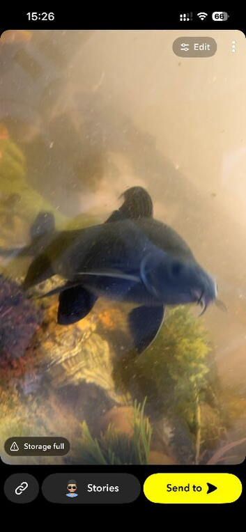 Black Shark (8 inches) Looking for new waters