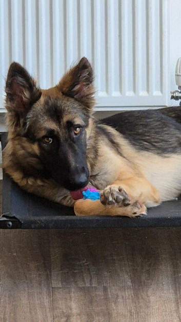 Female German Shepherd