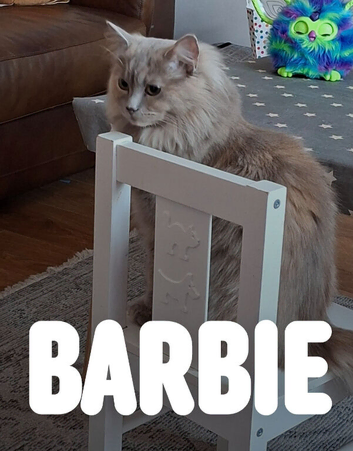 Maine Coon X Ragdoll