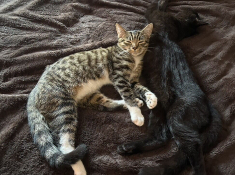 7 month old kittens