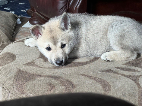 Beautiful puppies ready now
