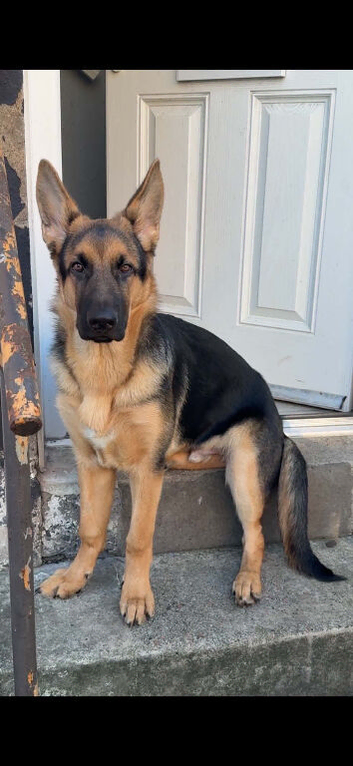 German shepherd pup for sale