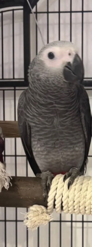 African grey parrot baby