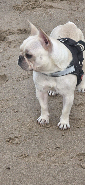 French bulldog Ella