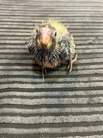 Baby Cockateil hand reared