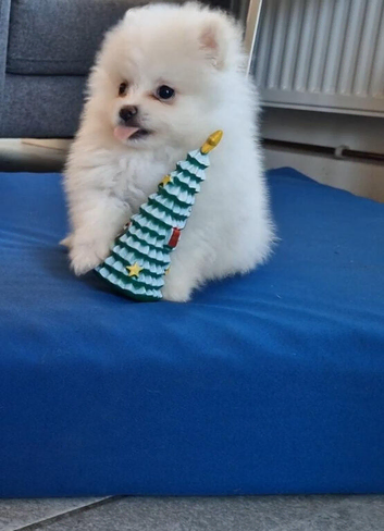 Fully Vacinated Girl Pomeranian Puppy adult weight 3 to 4 kilos. leaves with Pedigree, crate, bed,, training pads, food. Treats, toy, collar and lead.