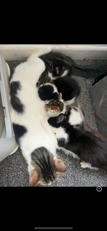 Kittens