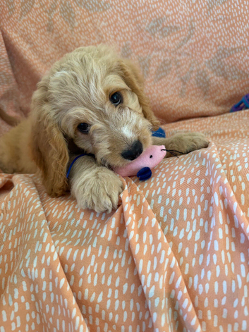 1 Adorable F1 Cockapoo&rsquo;s Left