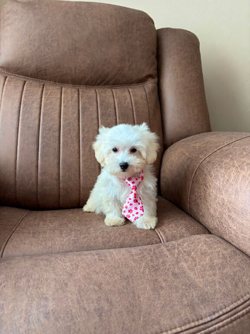 Maltipoo puppy white honey small toy puppies small dog