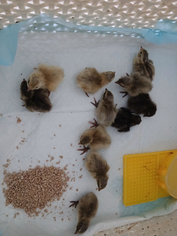 Freshly hatched quail available