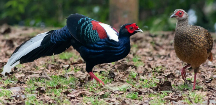 Swinhoe's pheasant for sale