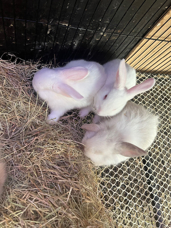 Baby fluffy rabbit