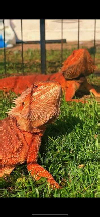 Red bearded dragons