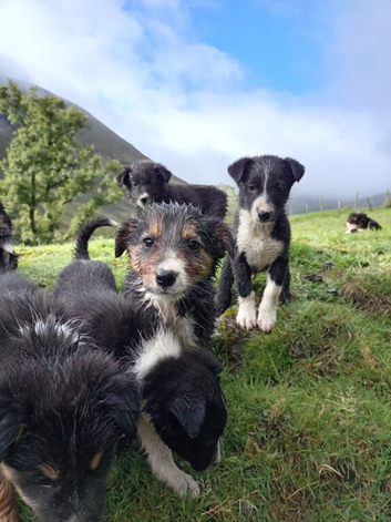 Collie pups 8 weeks old