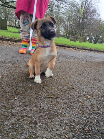 Young female jack russell