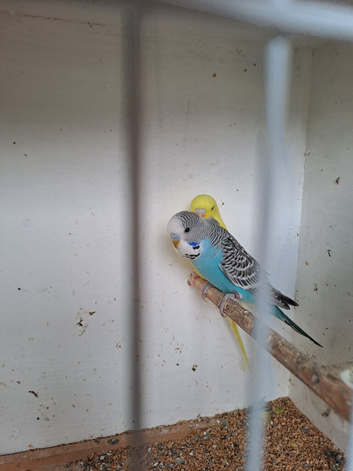 Baby budgies for sale.