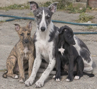 Whippet collie x grey