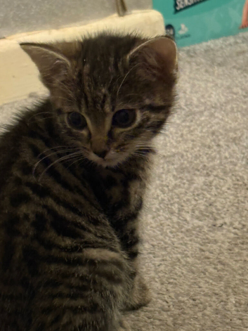 Kittens for sale