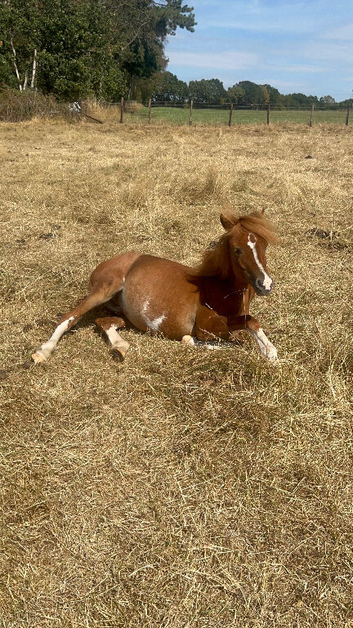 crossfield galaxy welsh C colt