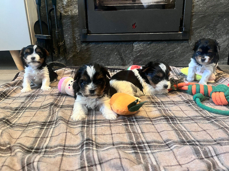 4 Pure Biewer Terrier for sale