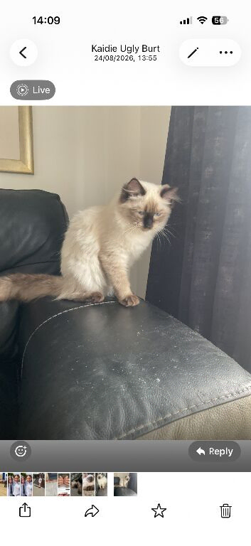 Female ragdoll 8months old