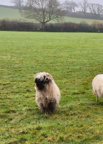 Valais blacknose ram