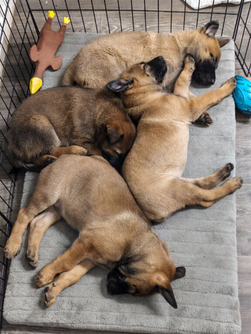 Belgian malinos Belgium shepherd