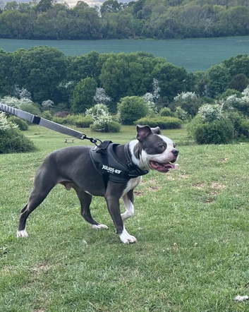 3year old Boston&rsquo;s terrier