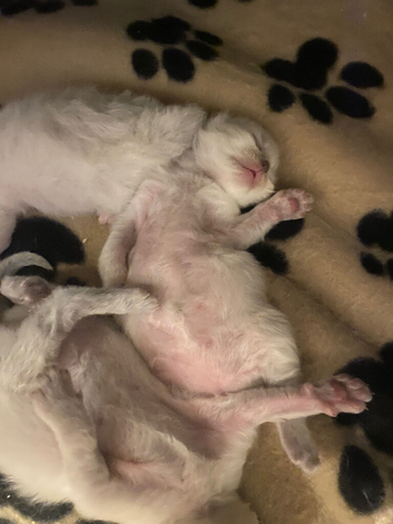 Ragdoll kittens