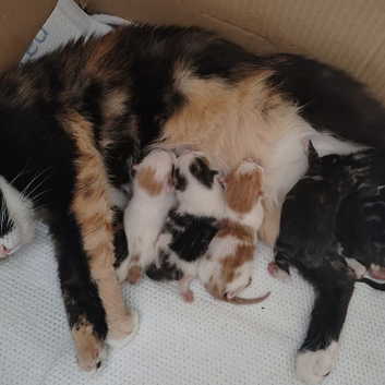Happy and playful kittens