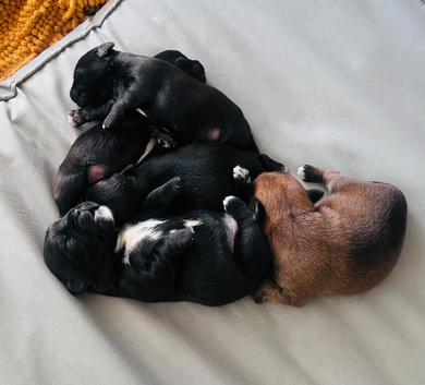 5 Oxcroft border terrier x Shih Tzu puppies