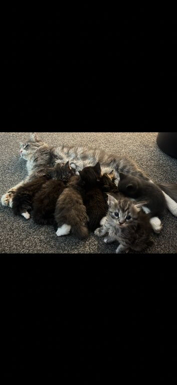 Last kitten &pound;125