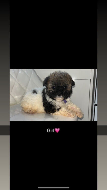 Shihpoo puppies