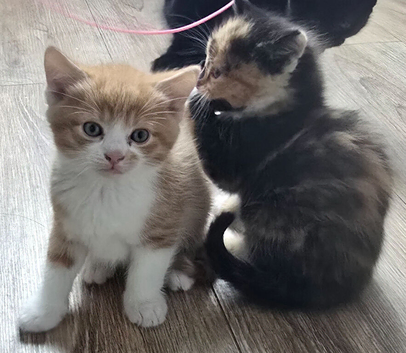 4 Adorable Kittens Looking for Loving Homes ️ in Lasswade, can deliver