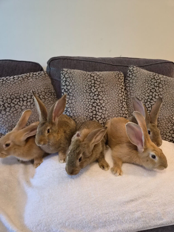 Continental gaiant rabbits ( males )