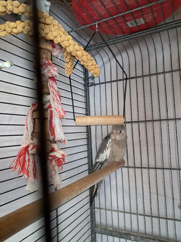 Baby White Faced Cockatiel