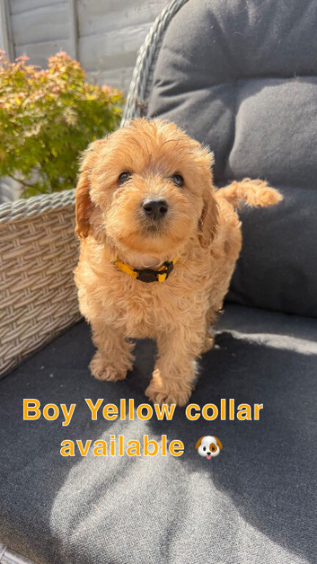 F1Bb miniature labradoodles
